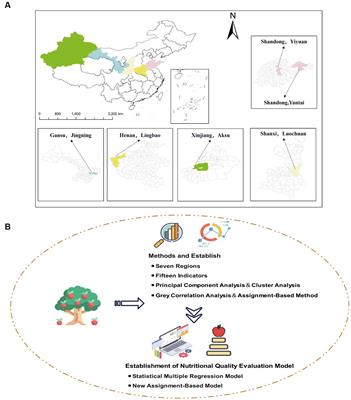 Development of a novel nutritional assessment model based on strontium and other compositional factors in apples across seven regions in China